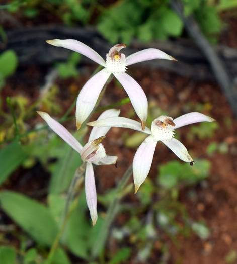 Caladenia - Spider Orchid-Camel-Soak-3-Orchid-Ridge-Sep-2018p0001.JPG